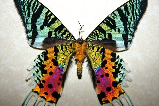 Photo:  Madagascan Sunset Moth (Chrysiridia rhipheus)